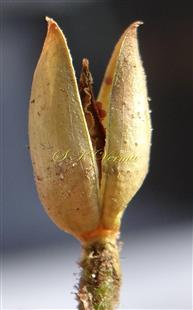  Dehisced capsule